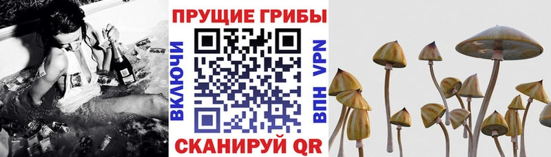 где купить наркоту  Губкин  Галлюциногенные грибы Magic Shrooms 